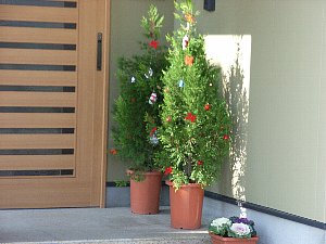 お陽さまのあたる家のブログ きらきらクリスマスツリー コニファーの誘惑の巻