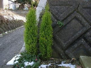 daikan3