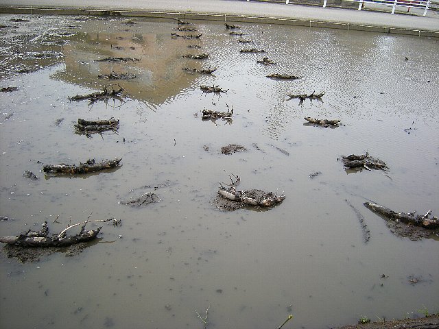 mitooshi4