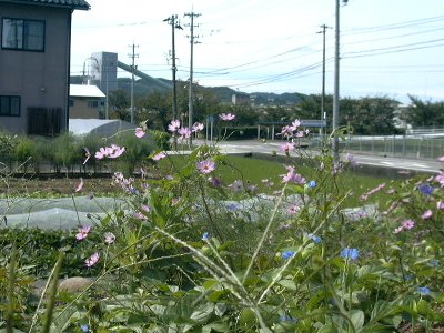 kosumosu
