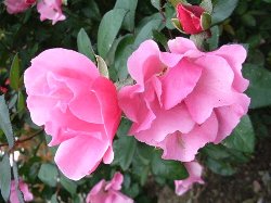 rosegaden4