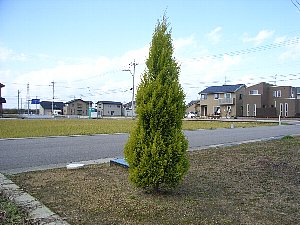 koni4