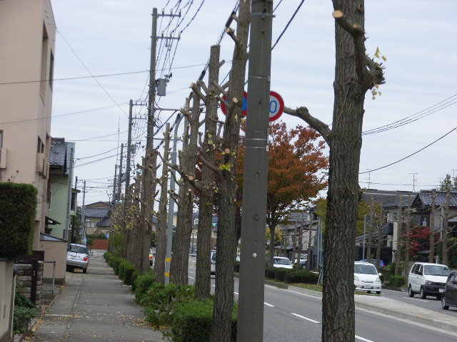 kouyou4