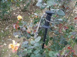 rosegaden6
