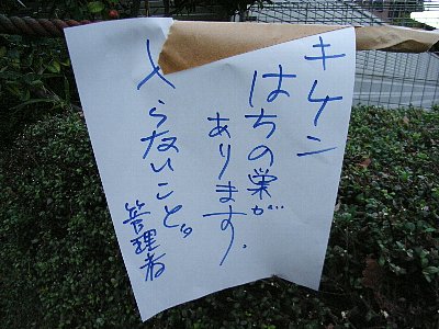 tikamori6