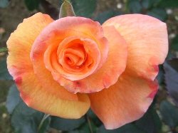 rosegaden2