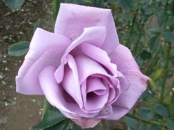 rosegaden3