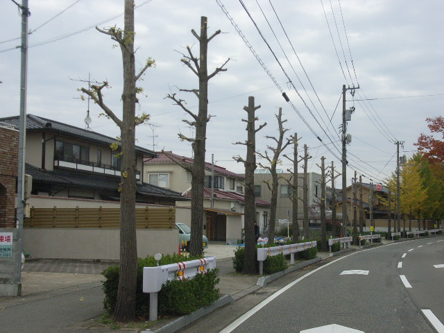 kouyou5