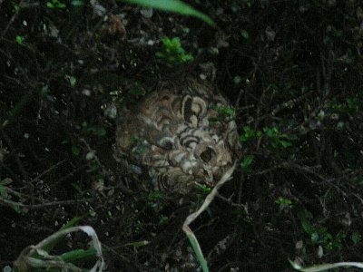 tikamori7