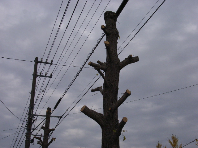 kouyou3