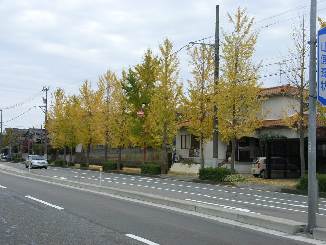 kouyou2